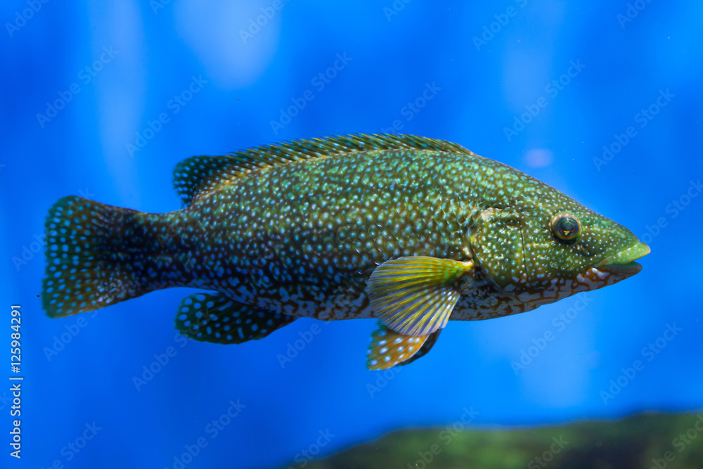 Obraz premium Ballan wrasse (Labrus bergylta).