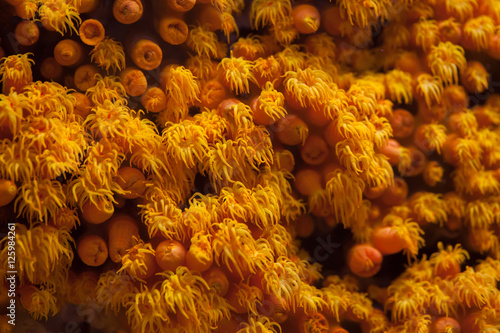 Orange cup coral (Tubastraea coccinea) photo