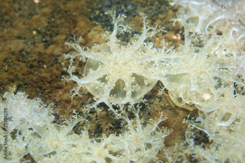 Upside-down jellyfish (Cassiopea andromeda). photo