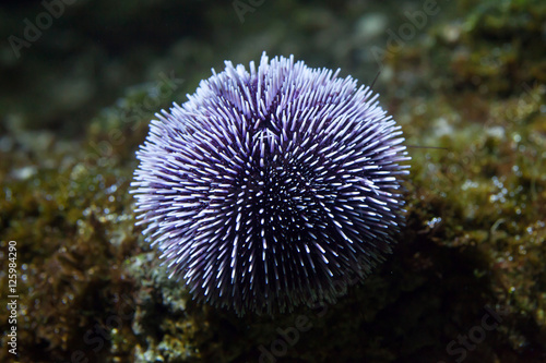 European edible sea urchin (Echinus esculentus)