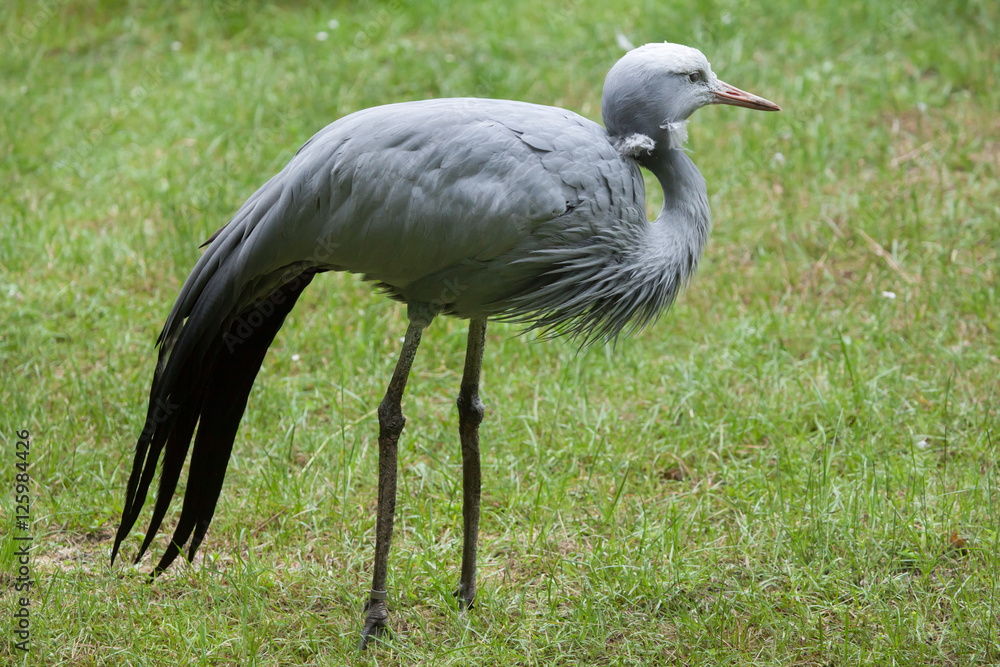 Obraz premium Blue crane (Grus paradisea).