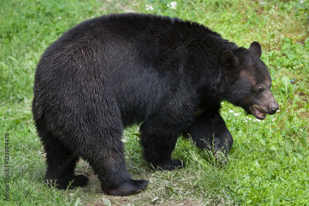 Fototapeta premium American black bear (Ursus americanus).