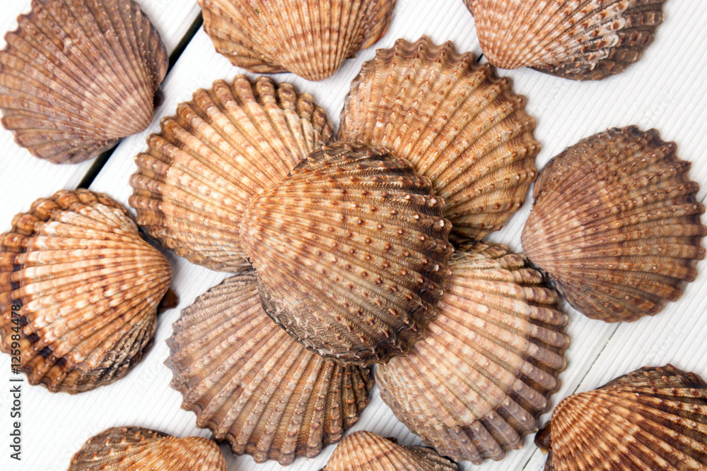 several clam shells isolated several clam shells isolated