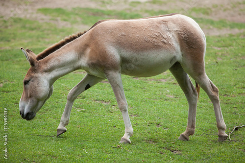 Turkmenian kulan (Equus hemionus kulan).
