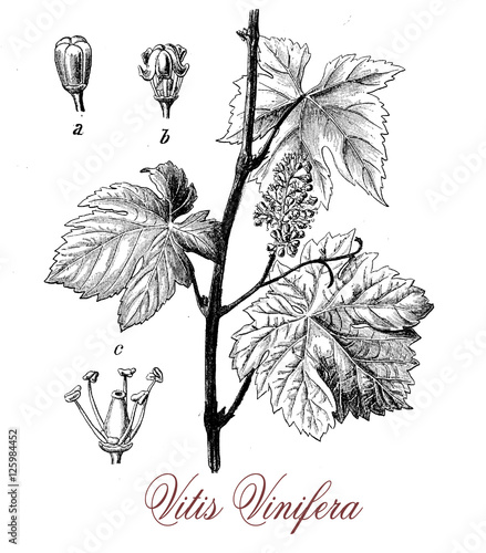 Vitis vinifera or common grape vine, botanical vintage engraving.The berry is known as grape, can be green or purple, it is eaten fresh or processed to make wine or dried to produce raisins. 