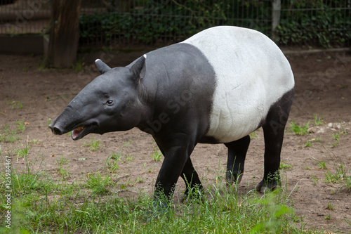 Malayan tapir  Tapirus indicus .