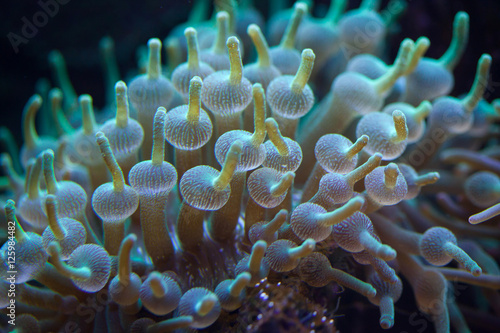Fototapeta Naklejka Na Ścianę i Meble -  Green bubble-tip anemone (Entacmaea quadricolor).