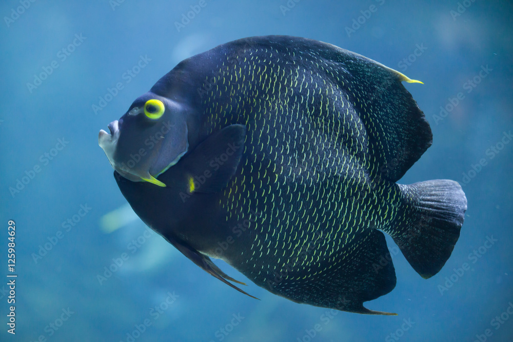 French angelfish (Pomacanthus paru). French angelfish (Pomacanthus paru).