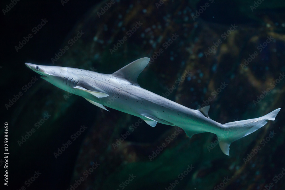 Fototapeta premium Bonnethead shark (Sphyrna tiburo)