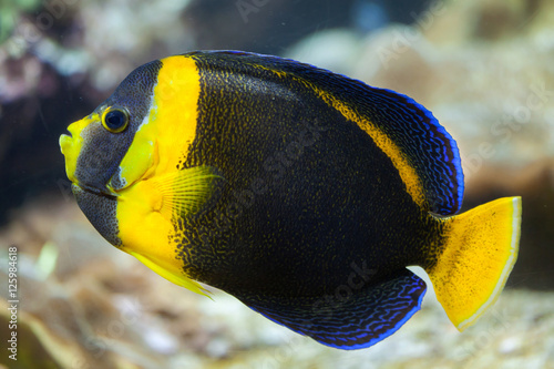 Scribbled angelfish (Chaetodontoplus duboulayi). photo