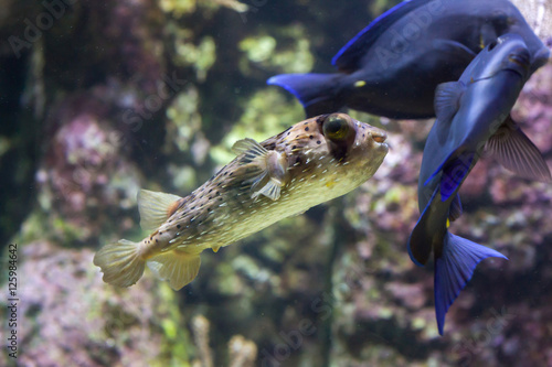 Longspined porcupinefish (Diodon holocanthus) photo