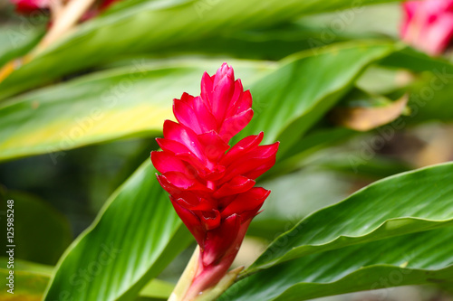 Zingiber officinale flower or ginger plant flower