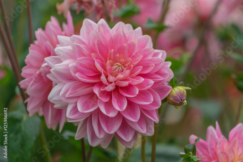Beautiful Pink Dahlia flowers.