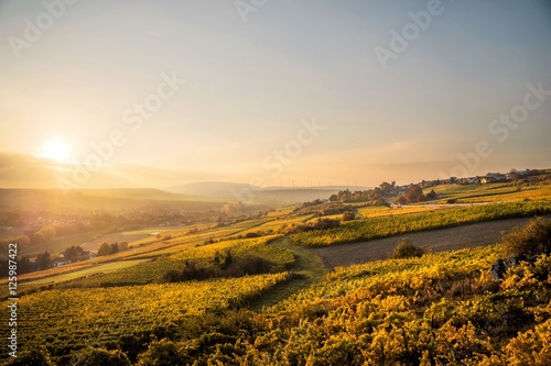 Photos Golden German Vineyards #2