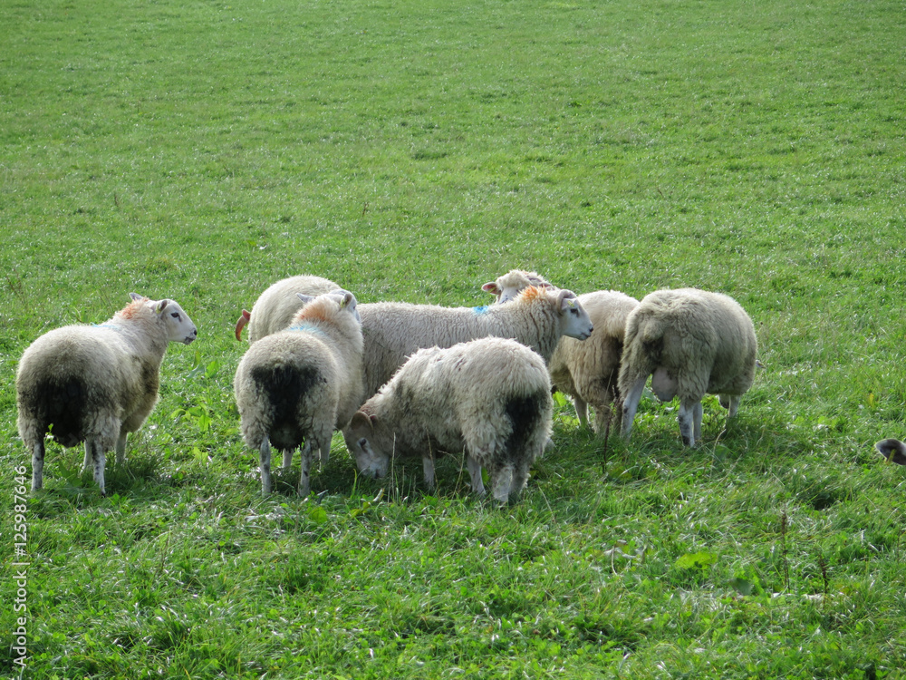 Sheep grazing in lush green farm land Sheep grazing in lush green farm land