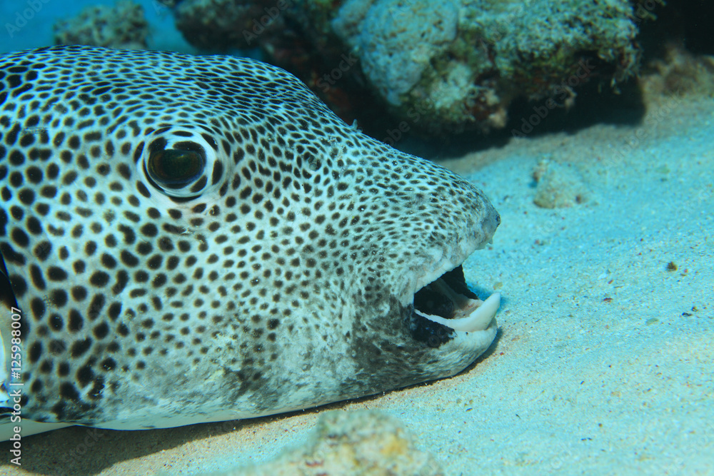 Giant pufferfish Giant pufferfish