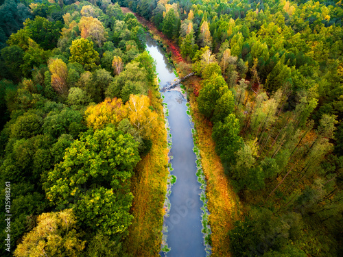 autumn forest