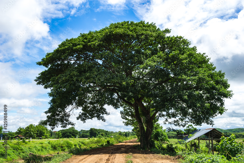 Obraz premium Big tree on dirt road