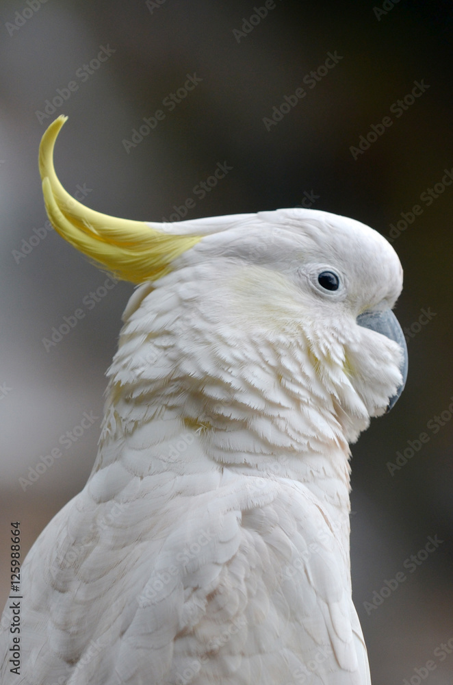 Cockatoo portrait New South Wales Australia Cockatoo portrait New South Wales Australia