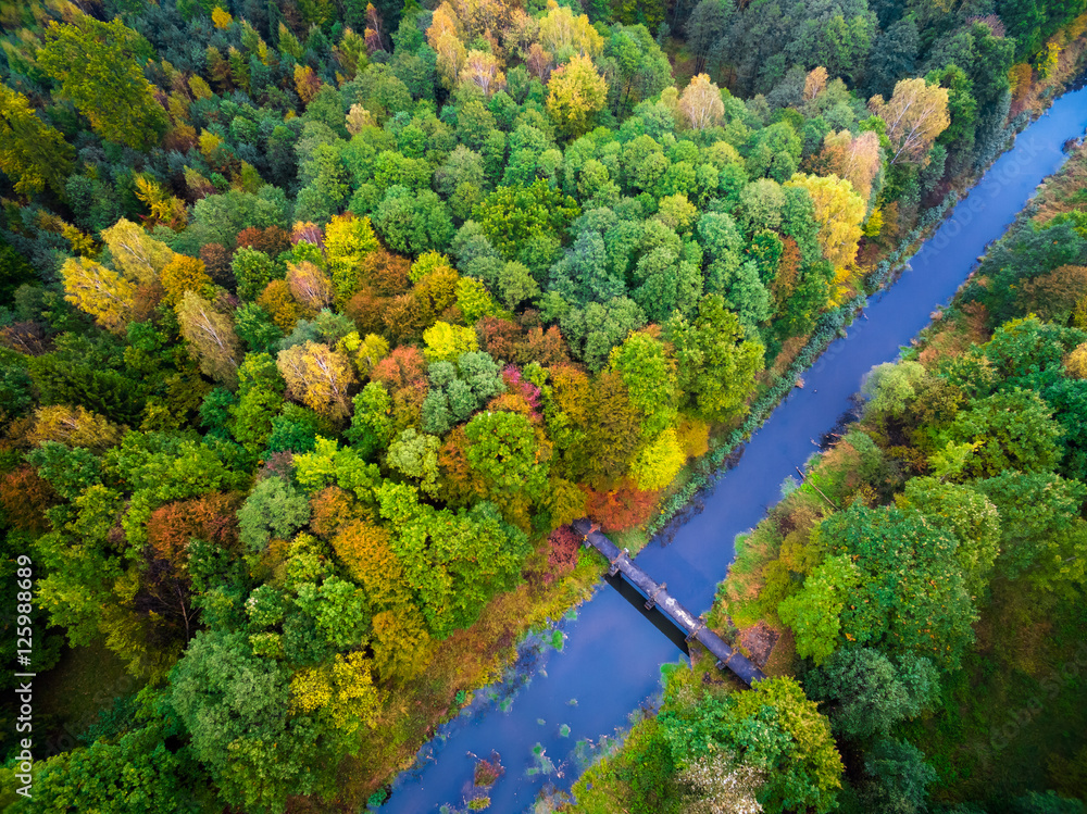Naklejka premium autumn forest