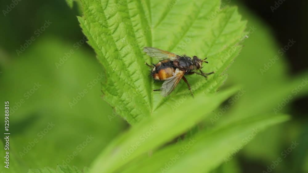 Blow fly on a leaf Blow fly on a leaf