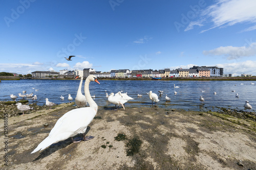 Wallpaper Mural white swans in Galway Torontodigital.ca