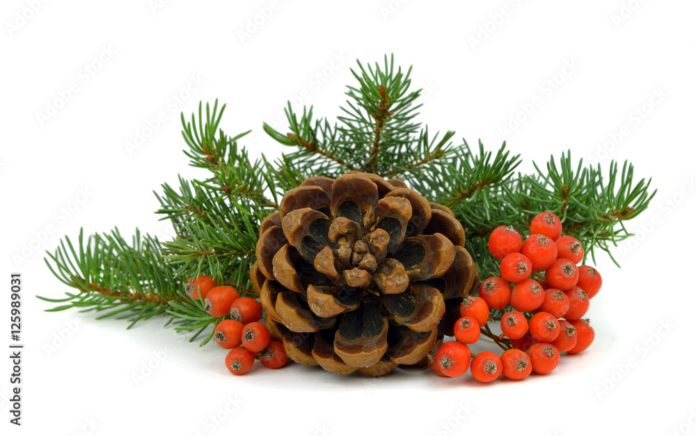 Fototapeta premium The branch of a Christmas tree, cone and red berries.