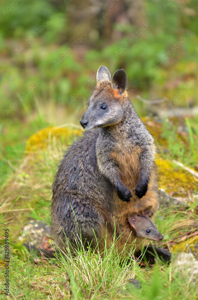 Naklejka premium Wild Rock-wallaby mother and Joey
