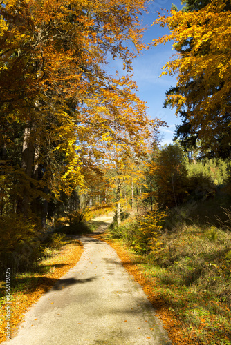 Colorful path through the autumn forest