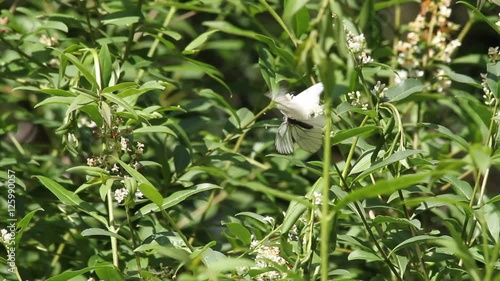 Black-veined White (Aporia crataegi) on a flower photo