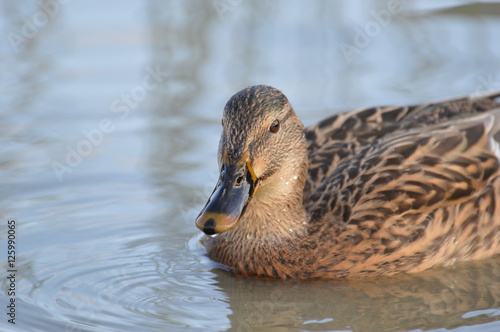 canard