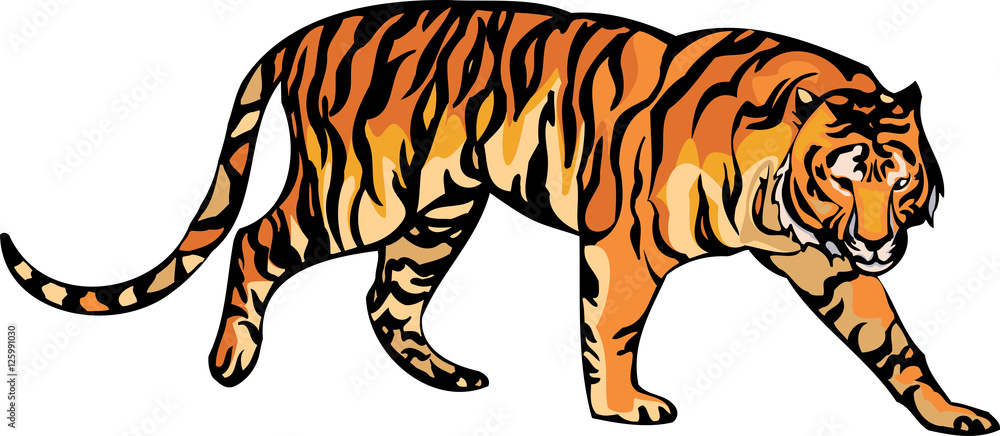 Obraz premium Vector illustration of Malaysia Tiger