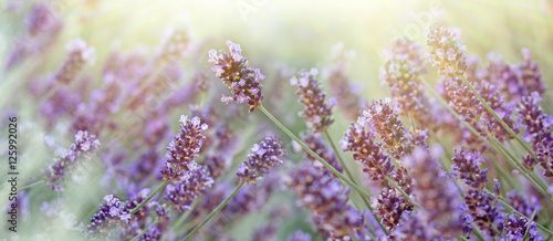 Fototapeta Naklejka Na Ścianę i Meble -  Lavender flower in my flower garden, lavender flower lit by sun rays 