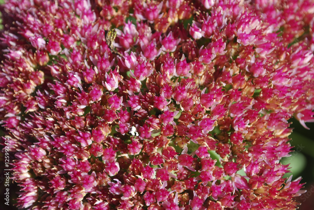 Sedum telephium 'Herbstfreude' blossoming. Decorative plants for autumn garden. 