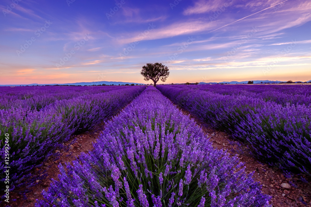 Obraz premium Drzewo w lawendy polu przy wschodem słońca w Provence, Francja
