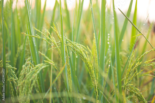 rice field © patcharaporn1984