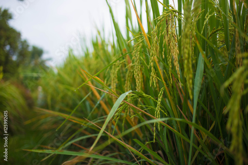 rice field