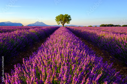 Tree in lavender field at sunrise in Provence  France