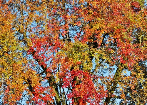 Birnbaumkrone im Herbstkleid