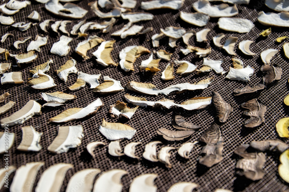 Close up of drying cut mushrooms on net dryer background. Heap of natural dried sliced boletus mushrooms for suop. Fresh harvested in woods. Hand-picked in forest Close up of drying cut mushrooms on net dryer background. Heap of natural dried sliced boletus mushrooms for suop. Fresh harvested in woods. Hand-picked in forest