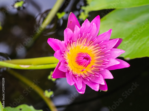 Pink Lotus Blooming