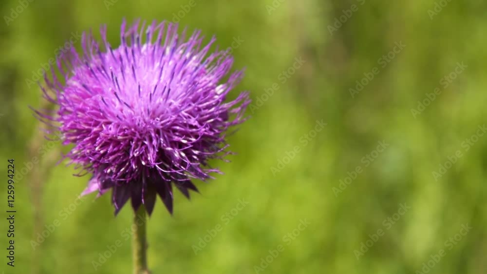 Close-up shot of purple fluffy flower waving in the wind on green nature background Close-up shot of purple fluffy flower waving in the wind on green nature background