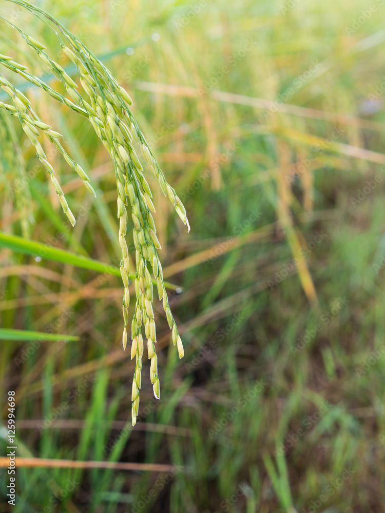 Fototapeta premium Ears of Rice Field