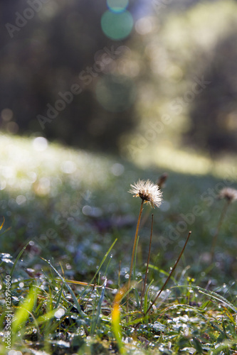 Wallpaper Mural Herbstblume Torontodigital.ca