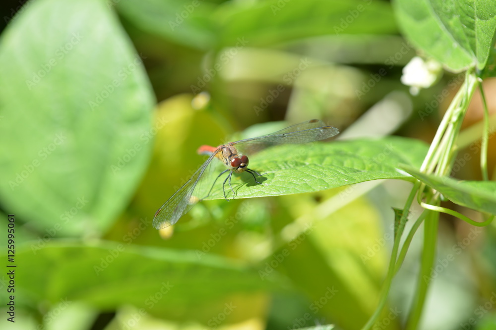 Dragonfly on the grass in the garden close up Dragonfly on the grass in the garden close up