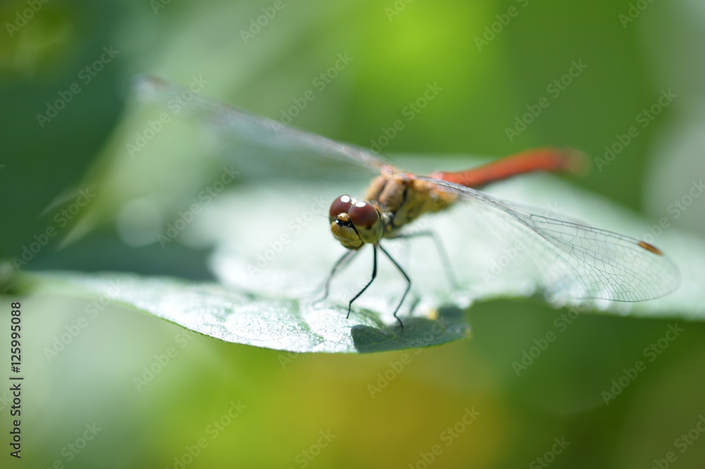 Dragonfly on the grass in the garden close up Dragonfly on the grass in the garden close up