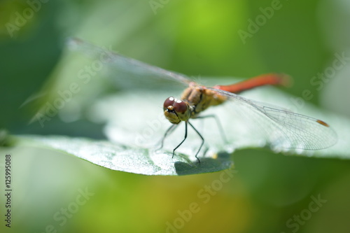 Dragonfly on the grass in the garden close up © Talulla