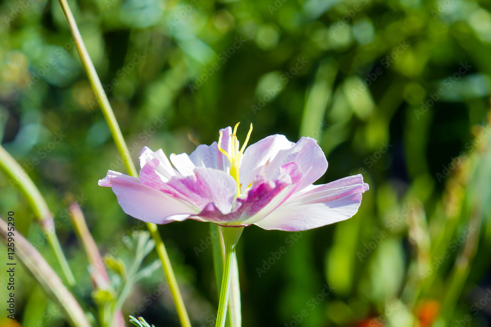 Pink flower in summer garden side view Pink flower in summer garden side view