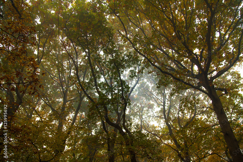 Fototapeta premium Forest Canopy in Light Mist