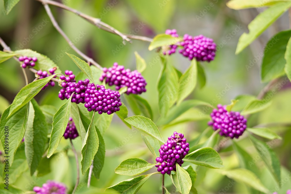 Florida Native Beauty Berry abstract Florida Native Beauty Berry abstract